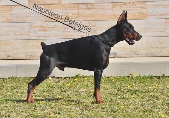 Doberman-stenci-