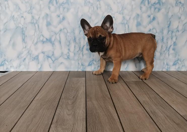 Francuski-Buldog