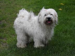 Tibetski-terijeri