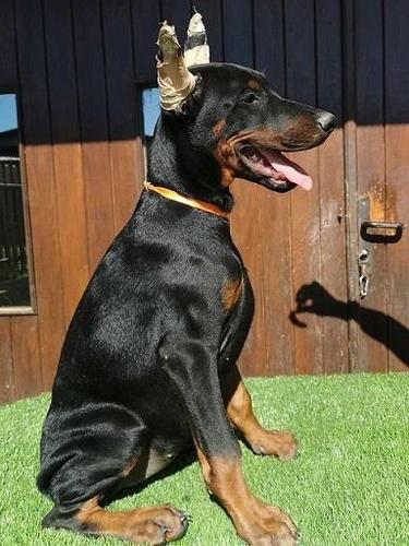 Doberman stenci