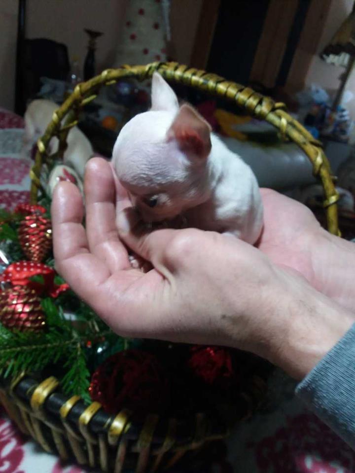 Mini-čivave--Princess-Chihuahua--