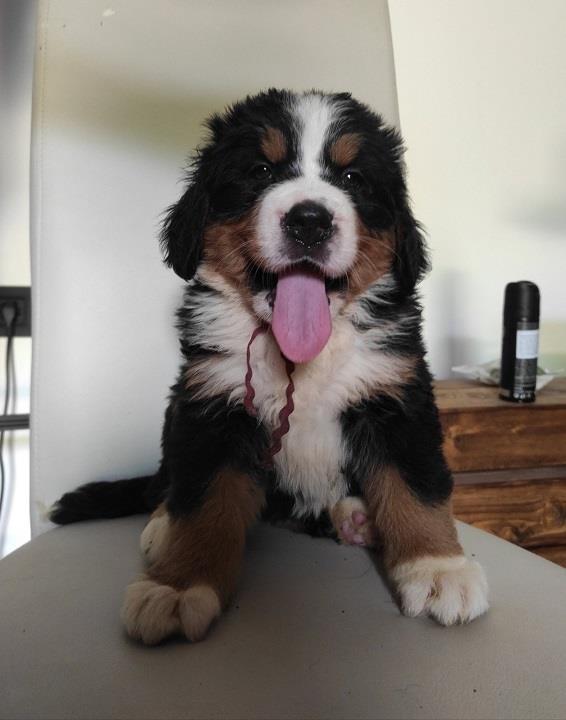 Bernski-planinski-pas-štenci