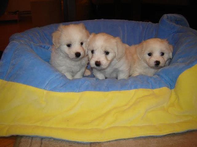 COTON de TULEAR prelepi stenci