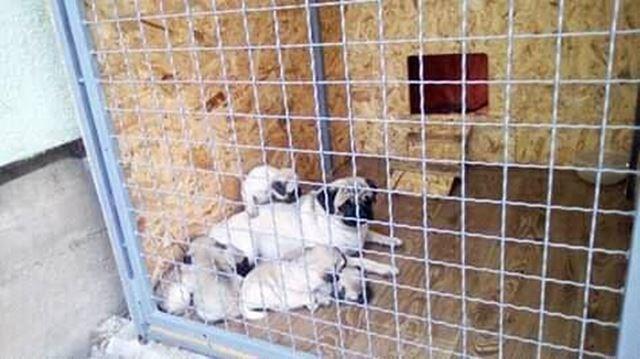 MOPS-štenci-