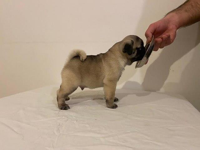 Mops-štenci-