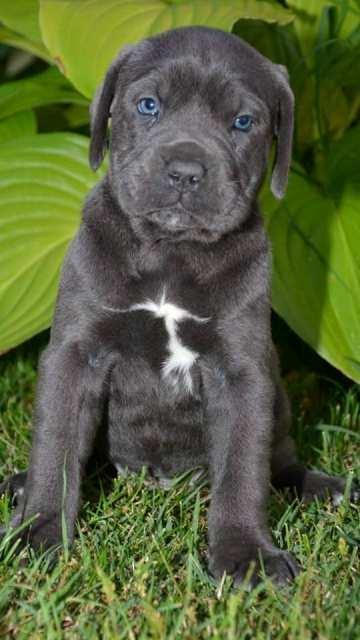 Cane-Corso--sivi-stenci
