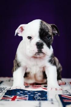 Engleski-Bulldog-štenad