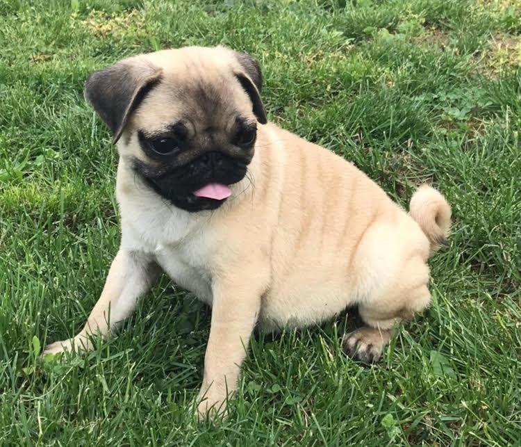 Mops-štenci-na-prodaju