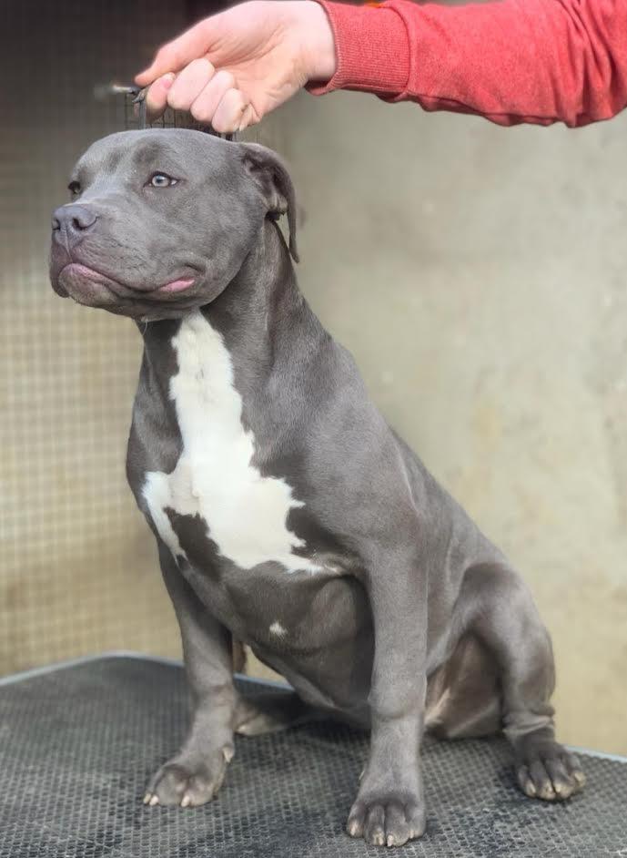 American-bully-XL-