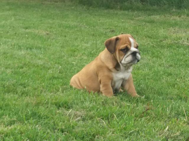 Engleski-buldog--prelepa-stenad