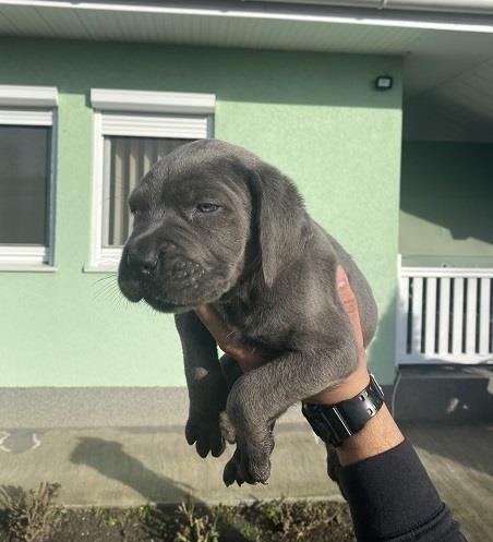 Cane-corso-štenci