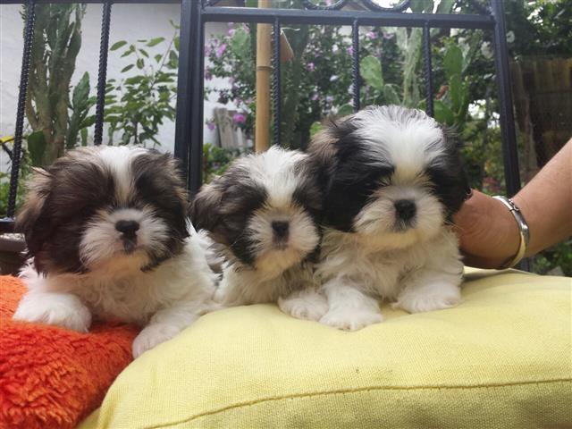 Si cu/ Shi-tzu