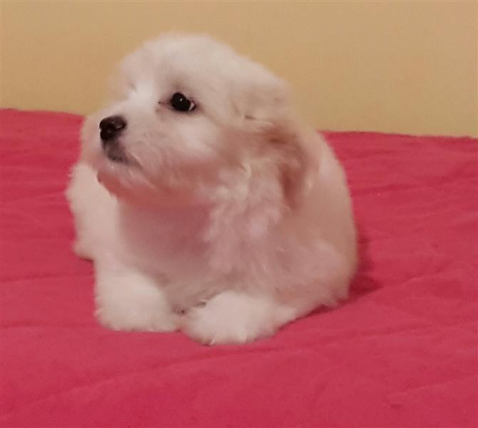 Coton-de-Tulear