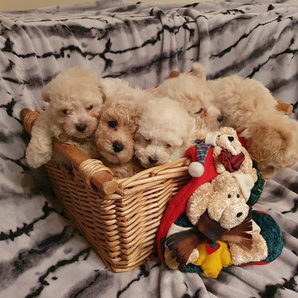 Maltipoo-štenci-