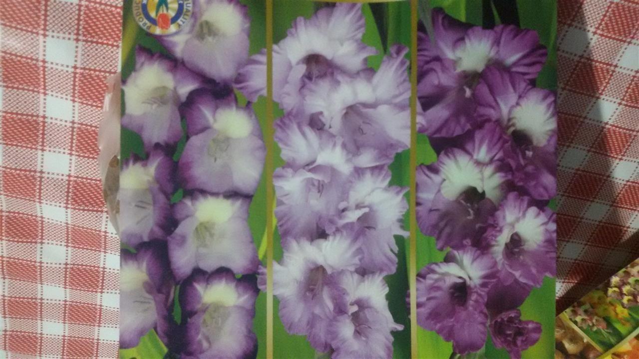 Lukovice-Gladiola
