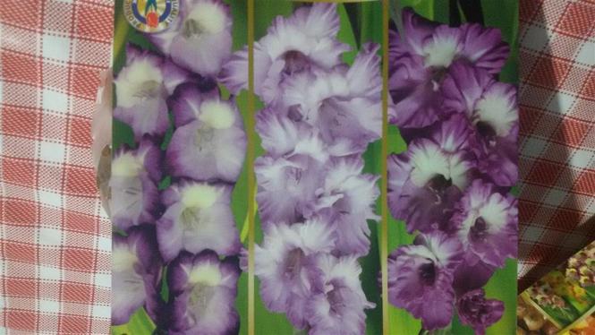 Lukovice Gladiola