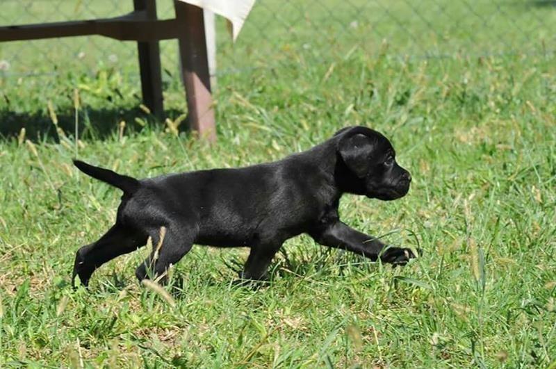 Cane-Corso-štenad