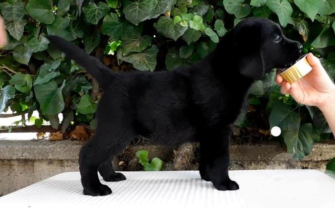 Labrador retriver stenci