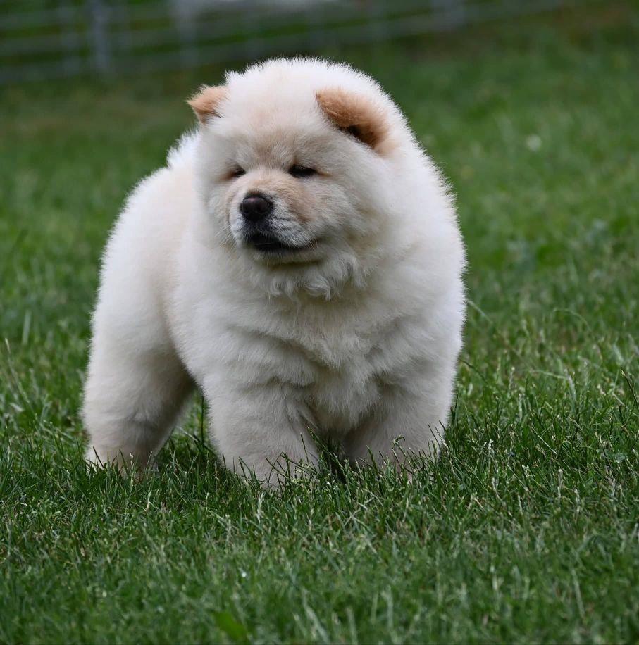 Čau-Čau-Chow-Chow