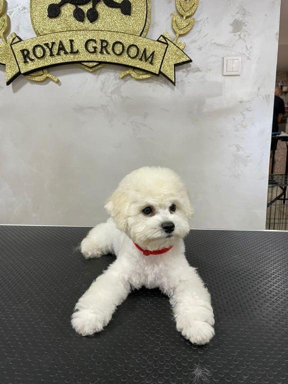 Kovrdzavi-Bison---Bichon-Frise---