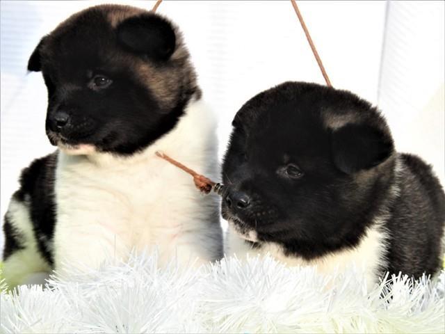 Američka-Akita--štenci