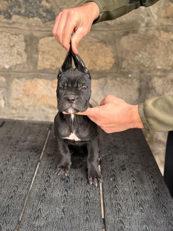 Cane-Corso-štenci