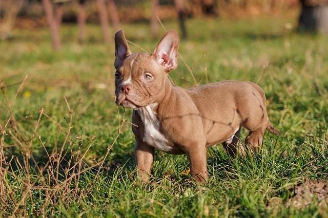 American-Bully