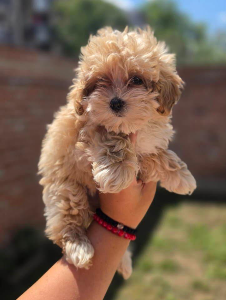 Maltipoo-bebe