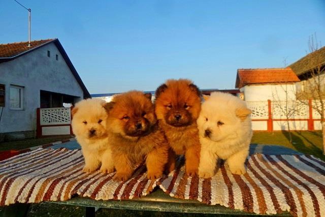 Chow-chow-cau-cau-stenad