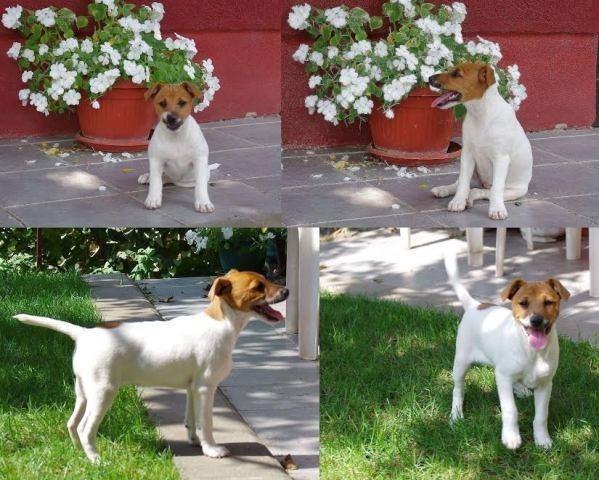 Jack-russell-terrier-