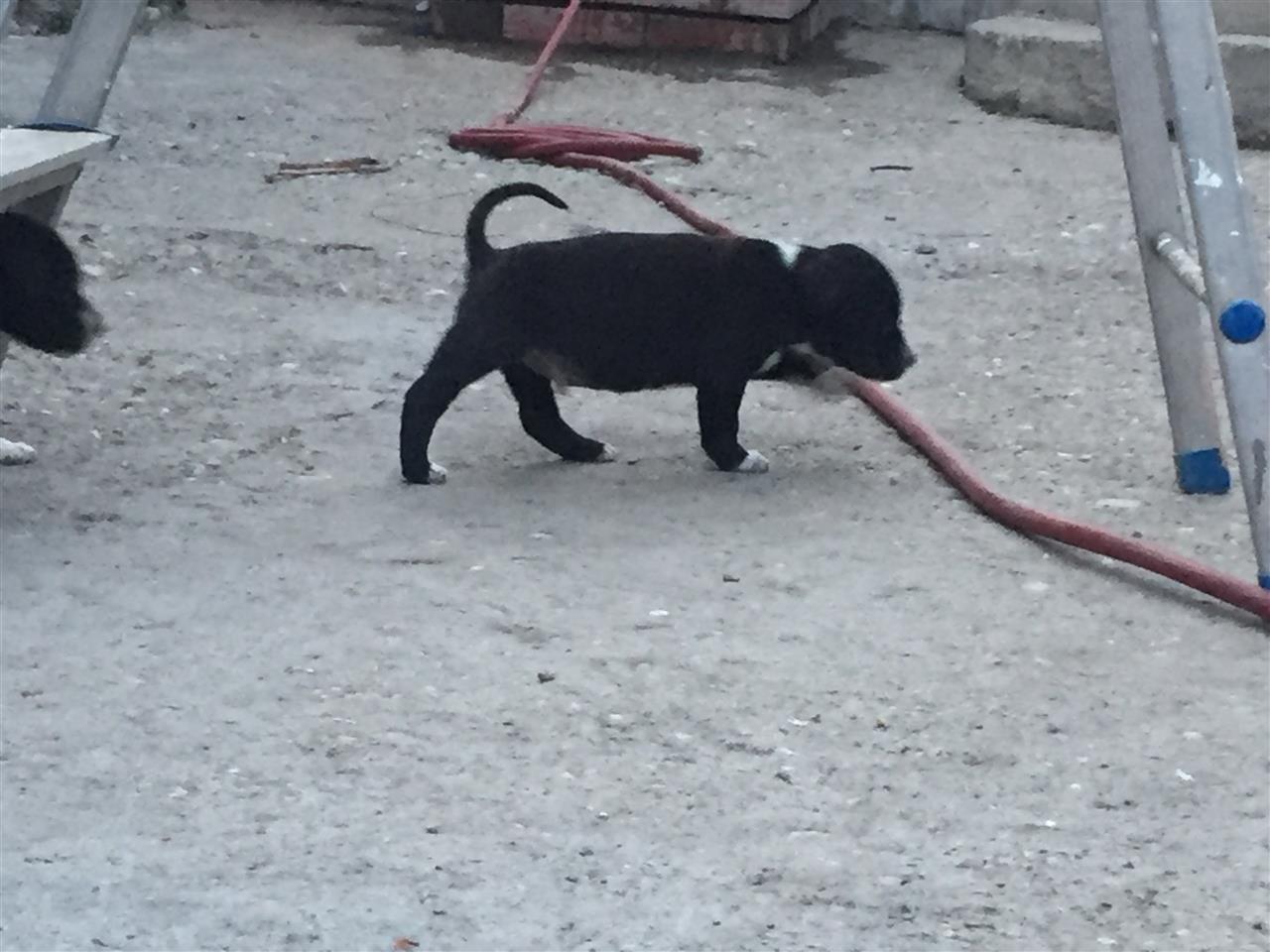 Stenci-Americkog-Staforda
