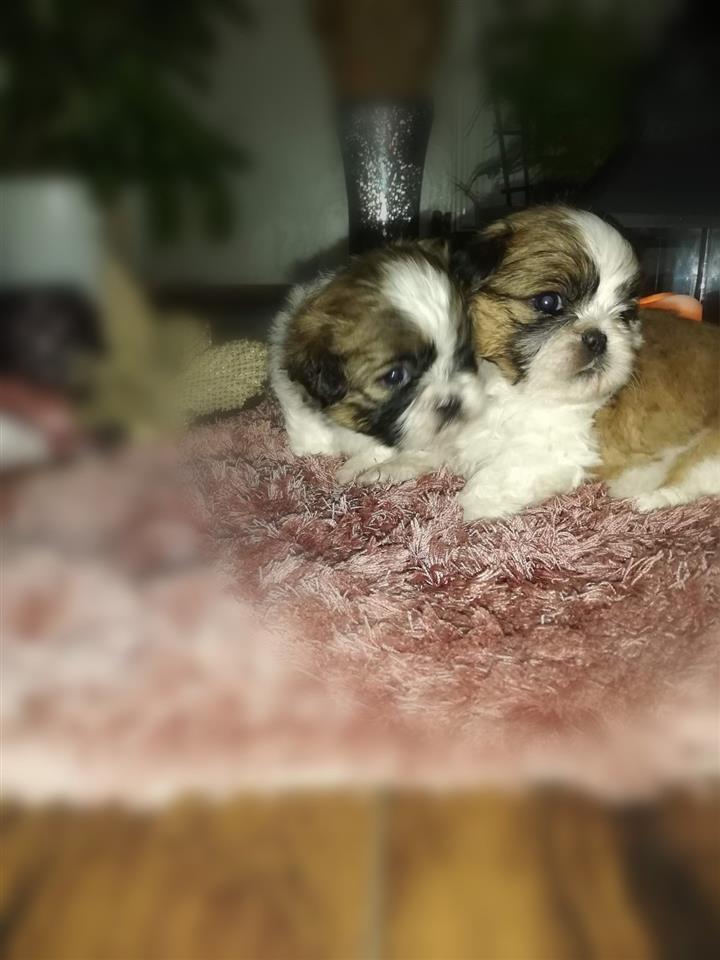 Ši-Cu-štenci