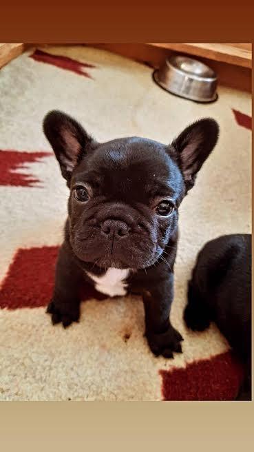 Francuski-buldog