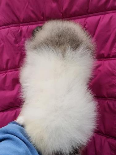 Pomeranski spic boo