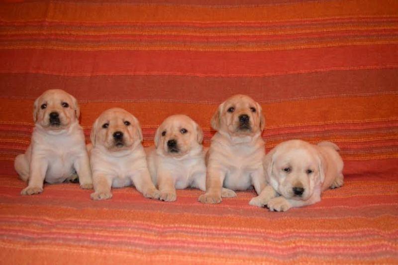 Labrador-retriver-stenci-