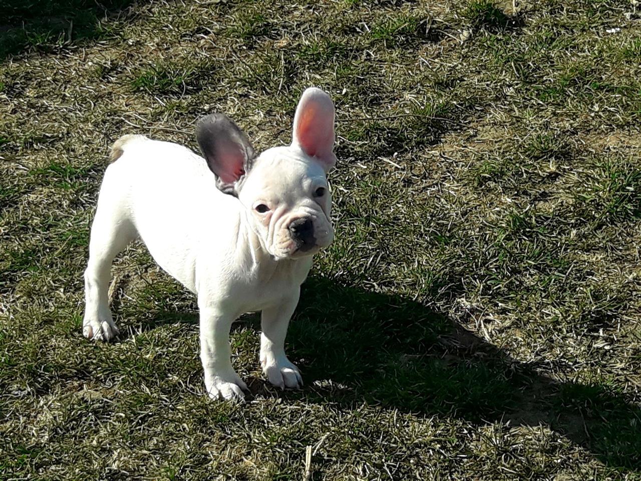 Francuski-buldog-štenci