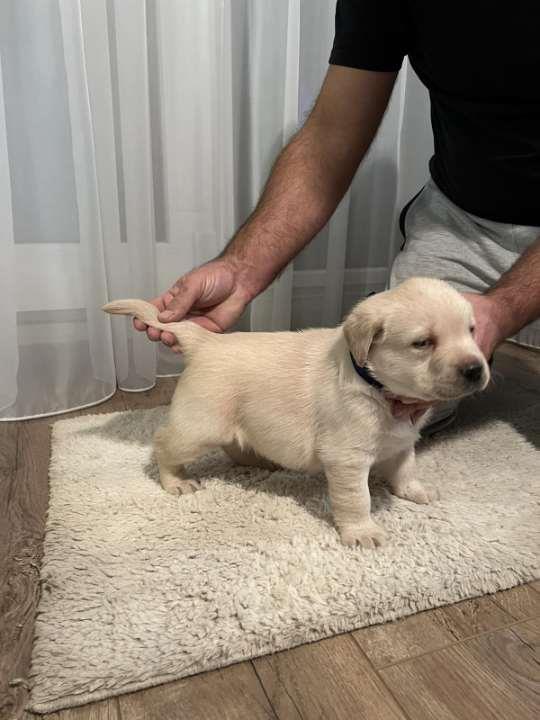 Labrador-retriver--prelepi-štenci-