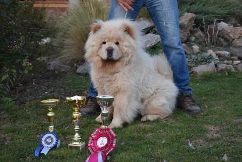 Chow-chow-cau-cau-stenad