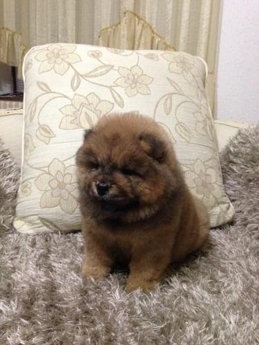 Chow chow cau cau stenad