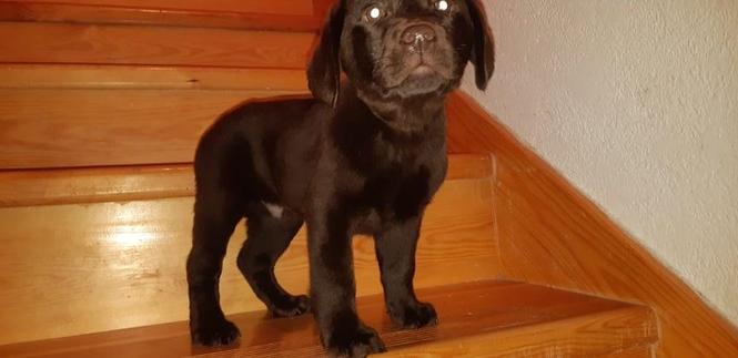 Štenci Labrador retrivera 