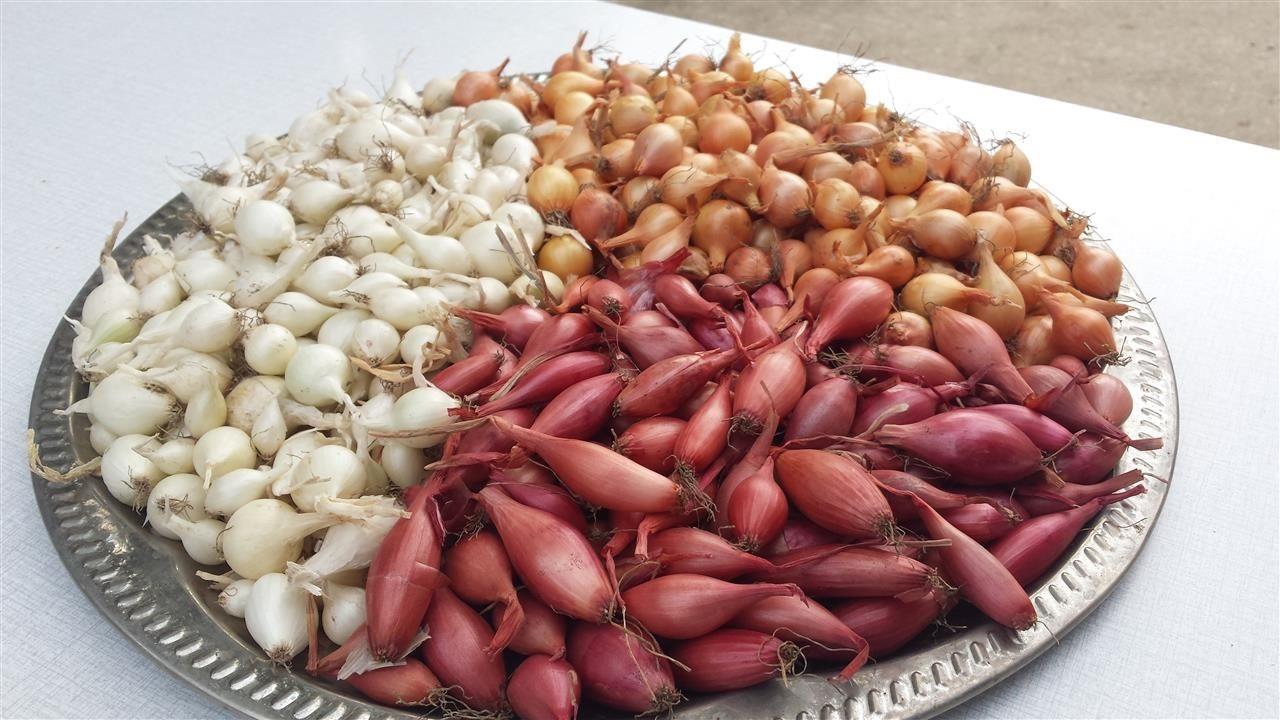 Arpadzika