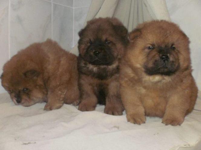 Chow Chow stenci 