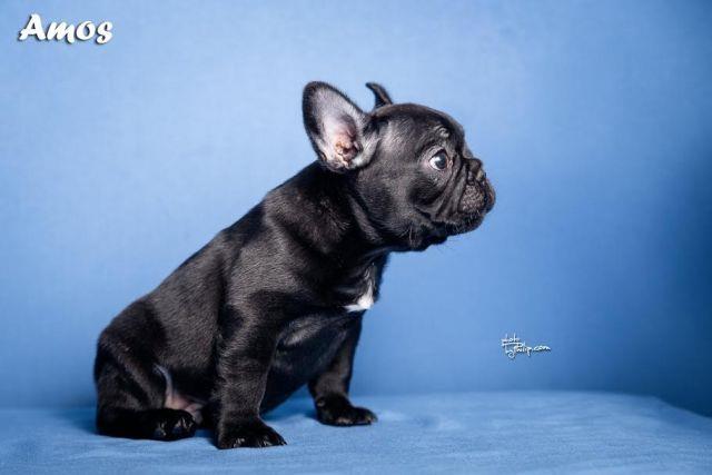 Francuski-buldog-