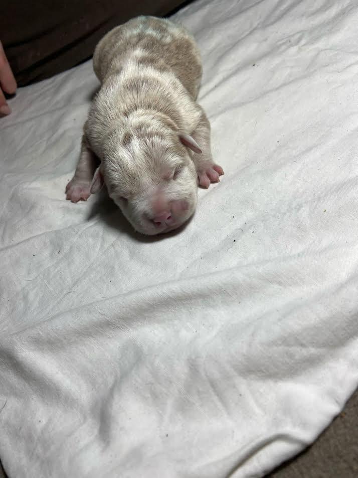 American-bully-pocket