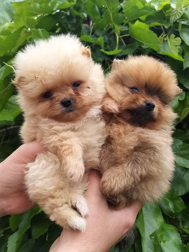 Pomeranski-špic-