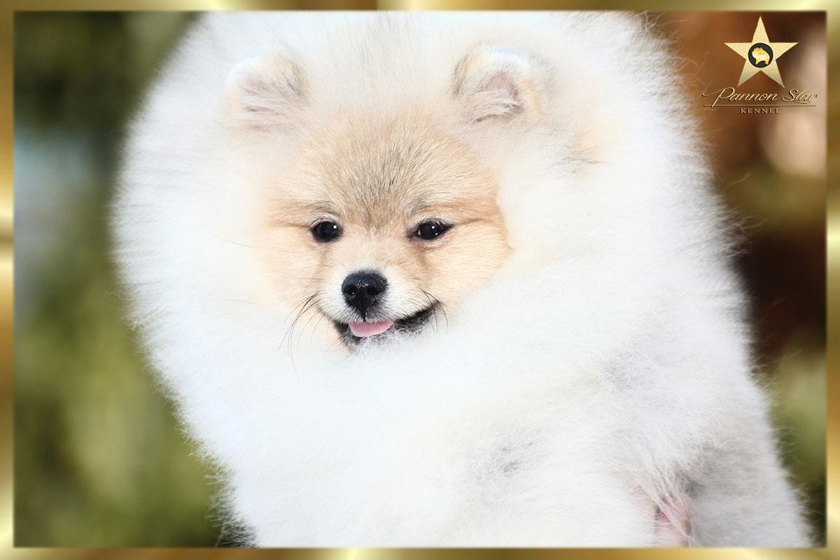 Pomeranski-spic-