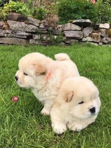 Dostupne bebe Chow Chow