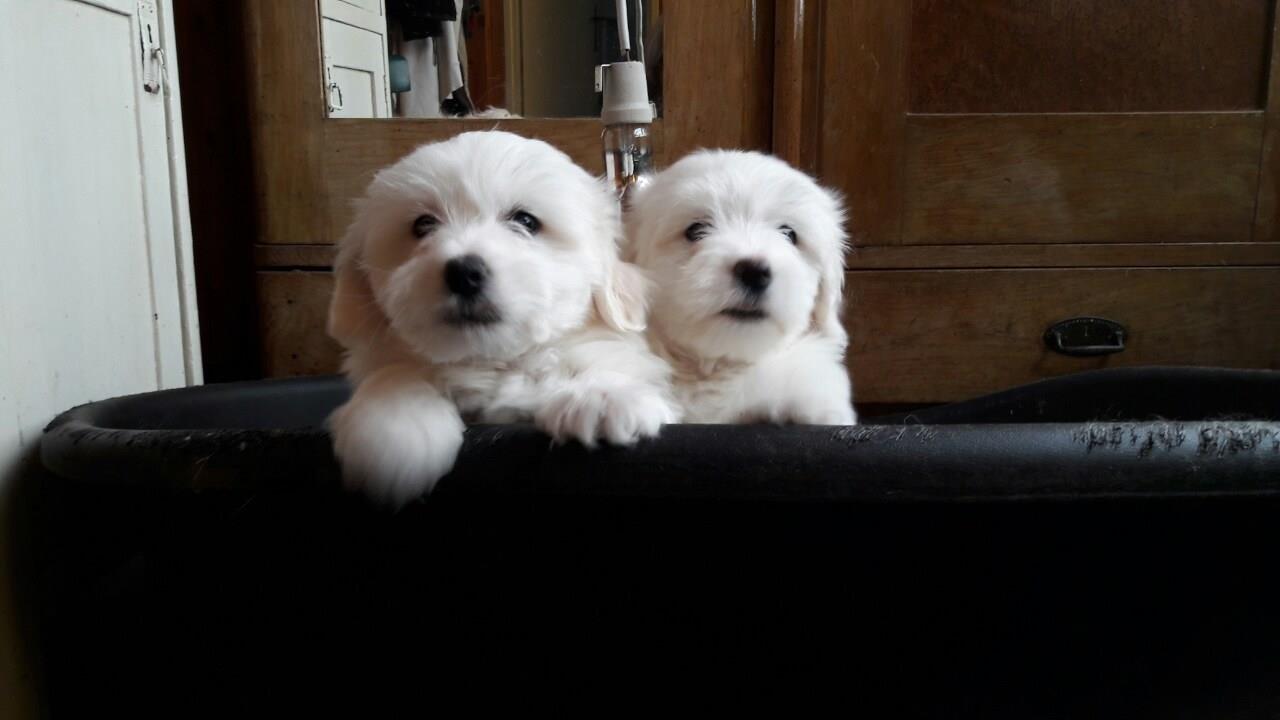 Coton-de-Tulear----Tulearski-pas