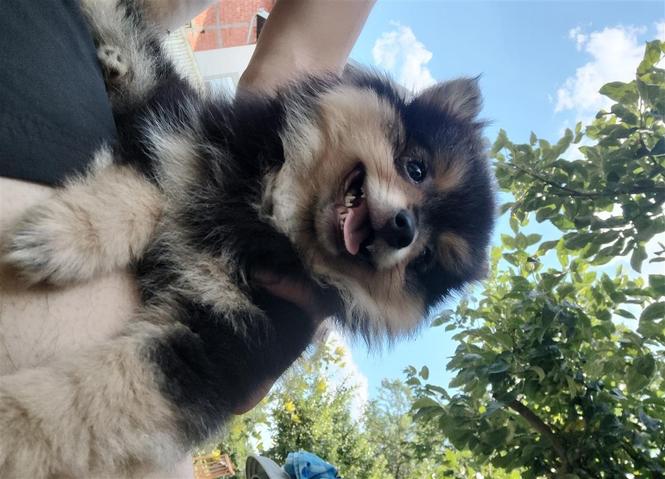 Pomeranski spic