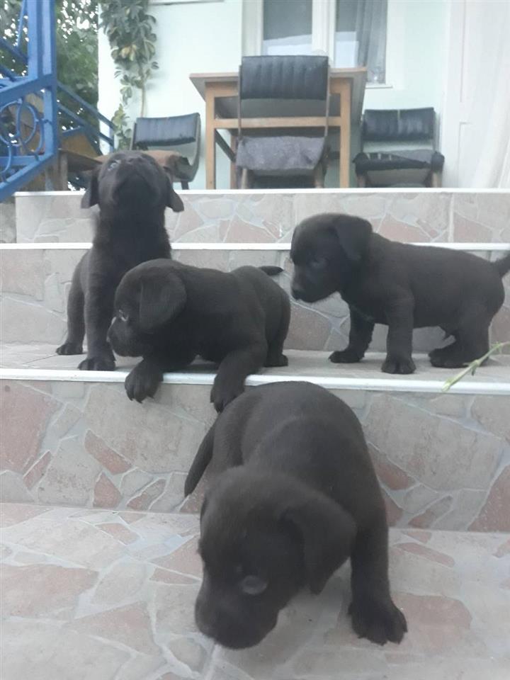 Labrador-stenad